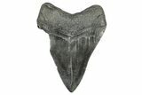 Bargain, Fossil Megalodon Tooth - South Carolina #340135-1